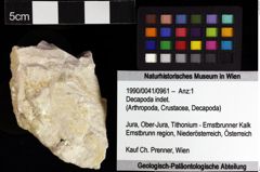 Foto (Objket + Etiketten) von Decapoda indet. 